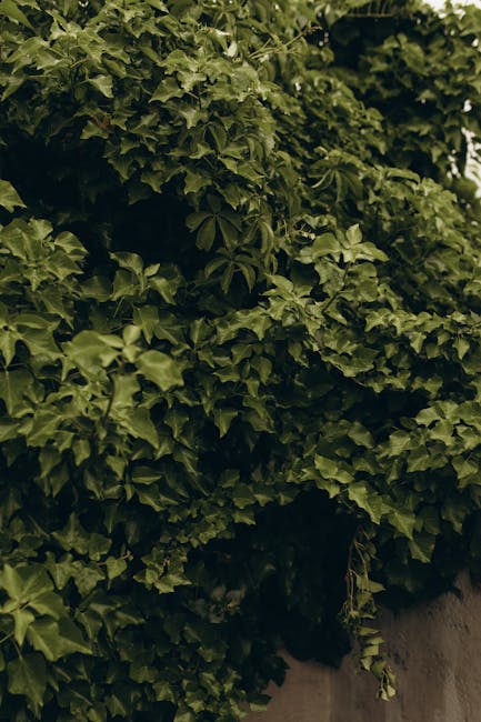 Sustainable growth and ivy climbing wall representing financial evolution